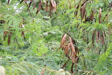 木にできたギンネムの茶色い実