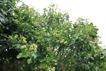 緑色のハスノハギリの実