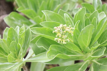 モンパノキの白い花と緑の葉のアップ