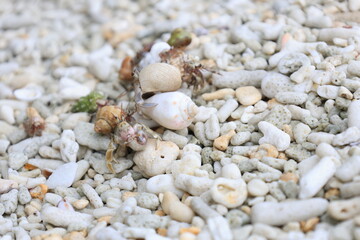 貝殻を取り合う複数のヤドカリ