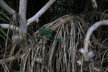 複雑に入り組んだ木のアダンの根
