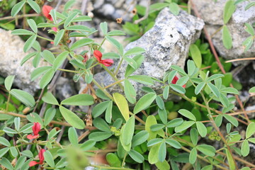 開花した赤いミツバノコマツナギの花