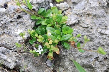 海辺の岩場に生える白いソナレムグラの花