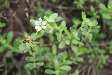 開花した白いミズガンピの花のアップ