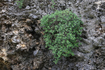 岩場に生えるミズガンピの木