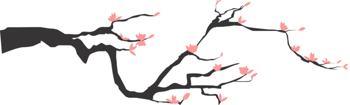 Chinese lantern hang on cherry blossom tree