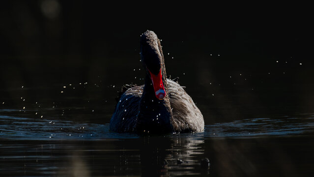 Salpicadura majestuosa