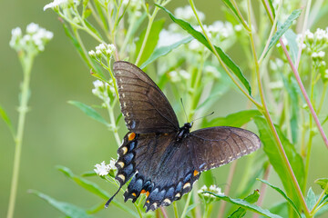 Obraz premium Black Swallowtail Butterfly pollinating milkweed in a park in Roswell Georgia.