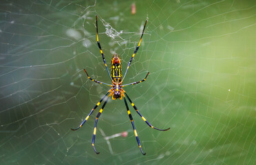 Huge Joro Spider native to Asia is an invasive species being seen in a park in Roswell Georgia.