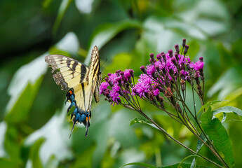 Eastern Tiger Swallowtail butterfly pollinating flowers in a  wildlife park in Roswell Georgia.