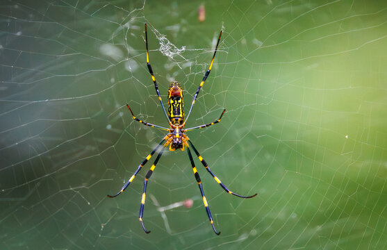 Huge Joro Spider native to Asia is an invasive species being seen in a park in Roswell Georgia.
