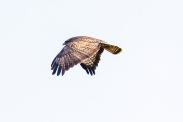 Bussard