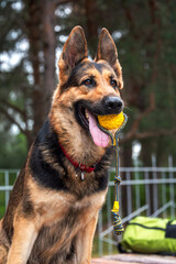 A beautiful German Shepherd dog holds a ball toy in its teeth at a dog training area.