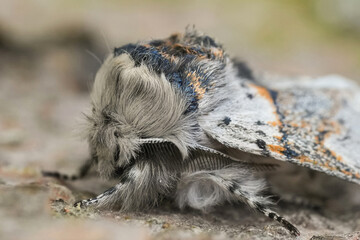 Detailed closeup on a white striped sallow kitten moth, Furcula furcula, sitting on wood