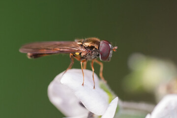 Closeup on a small Ladder-backed grass hoverfly, Melanostoma scalare