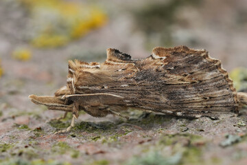 Closeup on a Pale Prominent moth, Pterostoma palpina with it's remarkable long snout © Henk