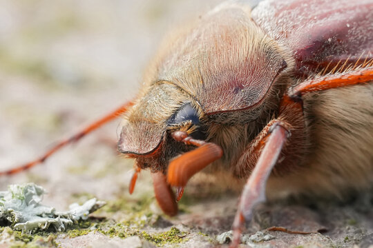 Closeup on a Maybeetle or doodlebug, Melolontha melolontha on a piece of wood