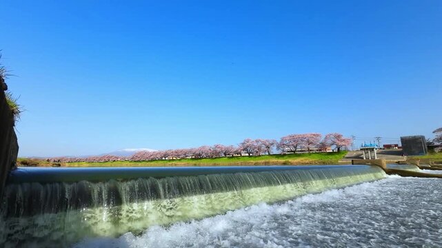 白石川堤一目千本桜【宮城県柴田郡大河原町】
