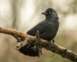 English corvid bird. The Jackdaw.