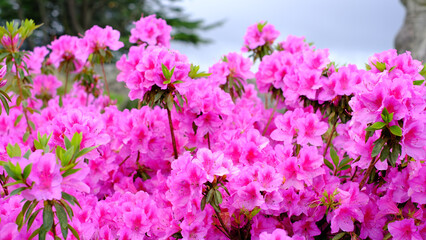 A vibrant close-up background featuring a dense cluster of blooming pink azalea flowers covered in fresh water droplets.