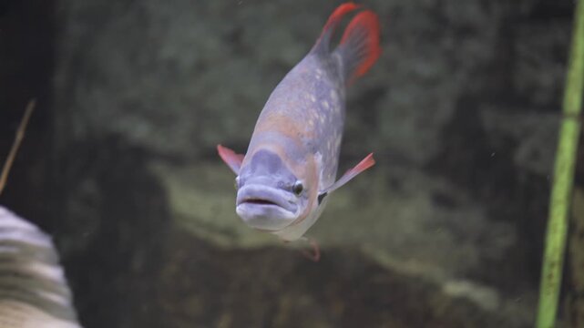 Close-up of a Red-bellied Pacu. Piaractus brachypomus swimming in an aquarium, with another large fish nearby, showcasing tropical freshwater life and aquatic habitat. 
