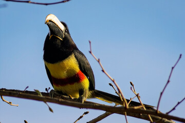 Obraz premium Black-necked Aracari (Pteroglossus aracari) perched on tree branch in the Atlantic Forests, Rio de Janeiro, Brasil.