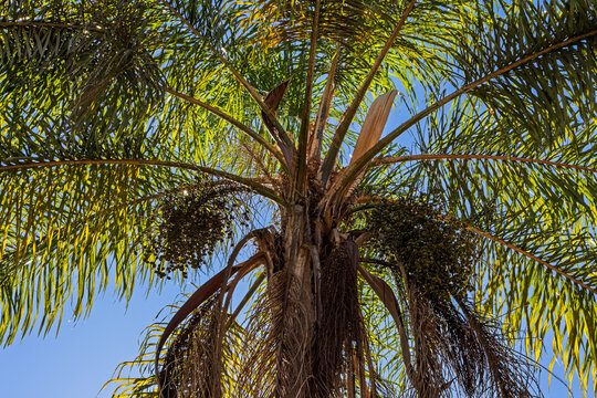 Macaw palm (Acrocomia aculeata)