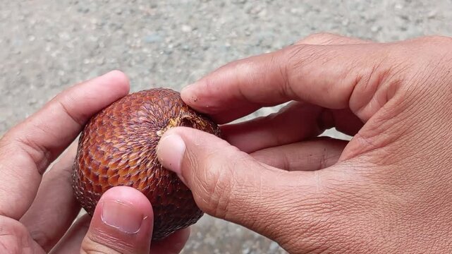 Close-up hands carefully peeling fresh salak pondoh or snake fruit (salacca zalacca), revealing crisp flesh and a natural tropical texture