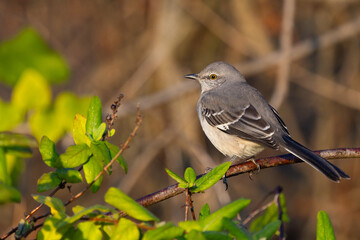 Mockingbird on a bush with a yellow eye