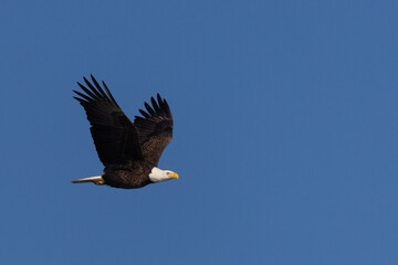 Majestic bald eagle flying with wings spread wide