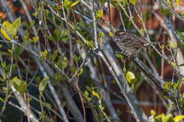 Hidden sparrow in a bush
