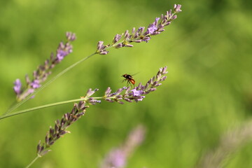 Nektarsauger © Steve