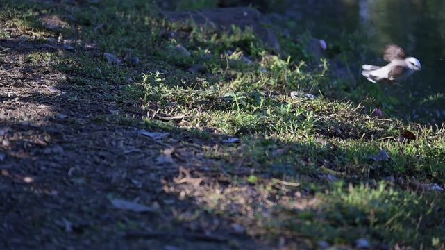 The masked water-tyrant (Fluvicola nengeta), a beautiful bird by the edge of a lake in slow motion, 4k, selective focus.