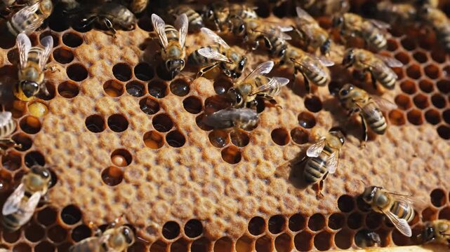 Close-up of honeybees working together on a honeycomb with visible honey nectar and larvae in natural sunlight with warm golden tones and intricate hexagonal patterns