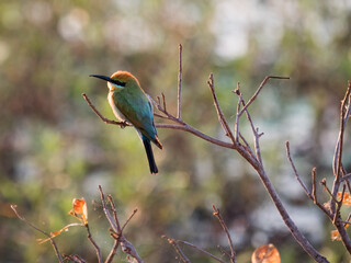 A rainbow bee-eater sitting on the branch of a tree © Sharon