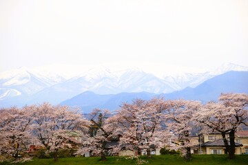Naklejka premium 一目千本桜02