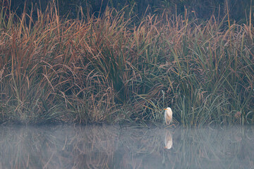 Quiet foggy morning with bird in marsh