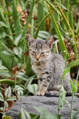 Small Gray Striped Cat Resting Outdoors