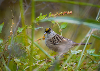 Golden crowned sparrow on branch