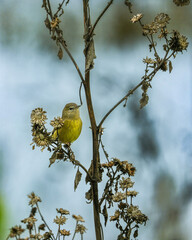 Orange crowned warbler on branch