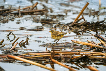 American Pipit on reeds