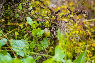Orange crowned warbler in vegetation