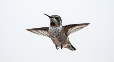 Naklejka premium 真っ白な背景にホバリングするハチドリのクローズアップ躍動的な翼の動きと輝く喉元の羽毛が鮮明に捉えられた瞬間. AI Generated