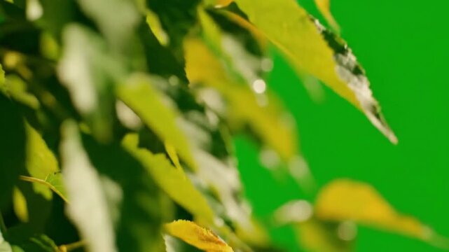 Nature's subtle glow fades to gentle gradient with subtle green to gradient sweep across effect ad_ready green screen gradient