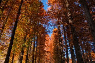 メタセコイアの並木