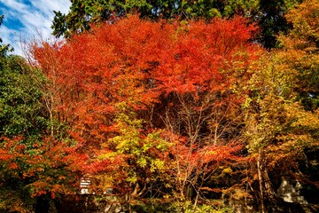 両子寺の紅葉