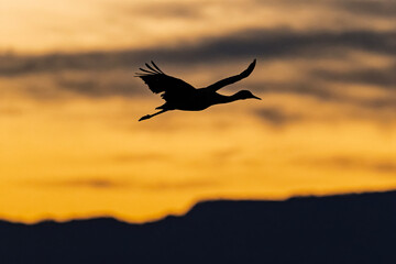 Fototapeta premium Sandhill cranes (antigone canadensis) taking flight at sunrise in Southern AZ