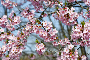 修善寺寒桜　Shuzenji Kanzakura