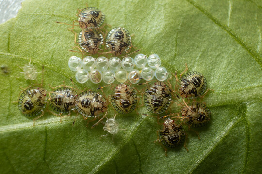 Eggs and nymphs of a stink bug, most likely Edessa meditabunda