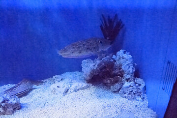 水族館の魚たち